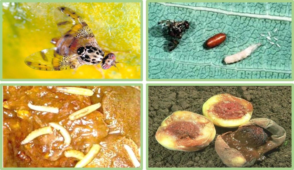 isletmenizde sinek sorunlarina son vermek icin ilk adimi atin 1